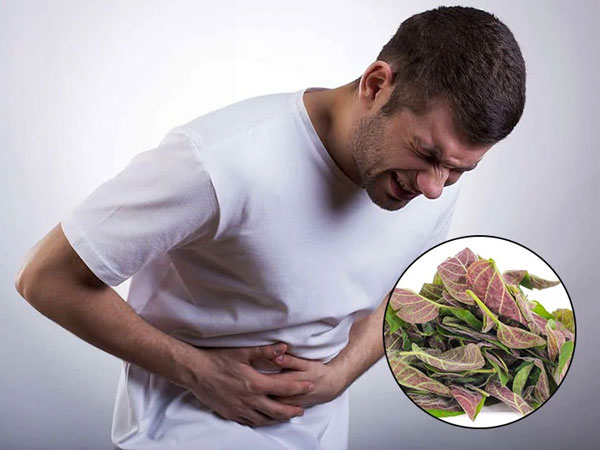 Cách dùng lá mơ lông chữa đau dạ dày ai cũng nên biết: Đơn giản, dễ thực hiện lại nhanh khỏi