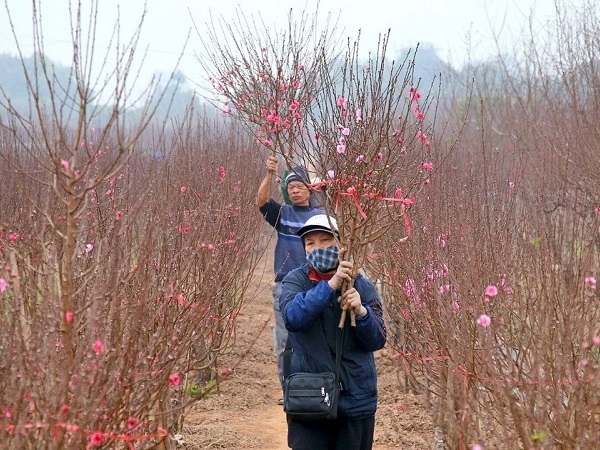 Trình phương án nghỉ Tết Nguyên đán 7 ngày