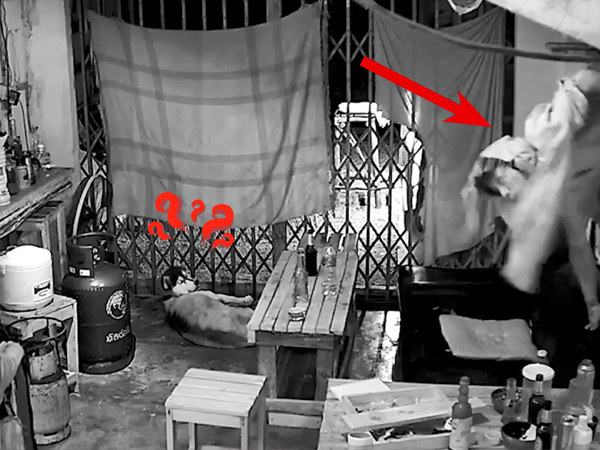 Cẩn thận nằm cửa trông trộm, nhưng phản ứng của chú Husky khi thấy kẻ gian lại khiến tất cả ngỡ ngàng