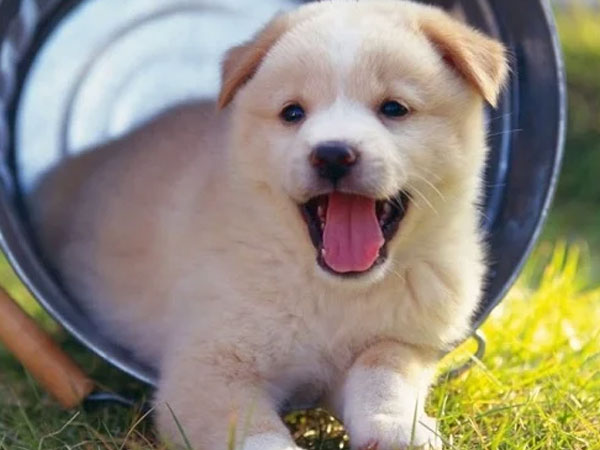 Vận xui kết thúc, cuối tháng 9 âm lịch: 4 tuổi này Thần Tài gọi tên, tiền về đếm mỏi tay