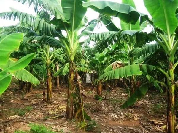 Hé lộ nguyên nhân vụ thi thể cụ bà 95 tuổi bị chôn trong vườn nhà con trai