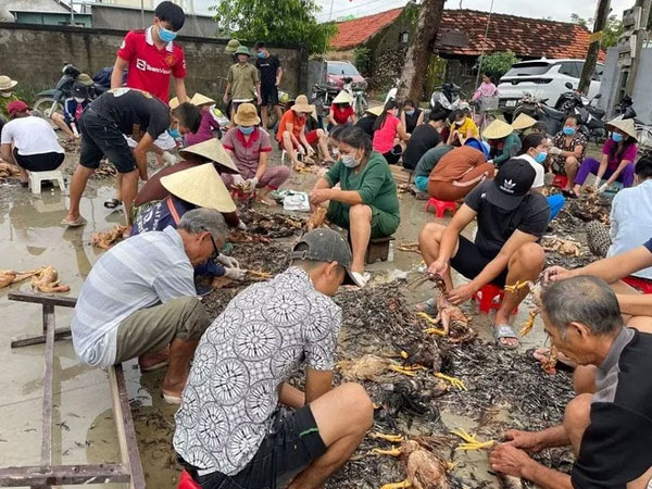 4.000 con gà chết vì mưa lũ, cả làng đến giúp chủ trang trại sơ chế