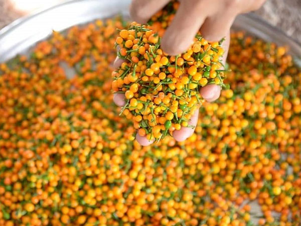 Loại quả gia vị đắt nhất thế giới từng có giá hơn nửa tỷ đồng/kg, người Việt mang tặng miễn phí