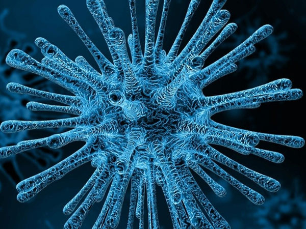 Một virus khỉ khác 'đang sẵn sàng lây sang người'