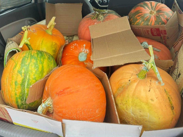 Bí ngô Halloween: Quả khổng lồ giá 7,5 triệu, loại xấu cũng đắt như tôm tươi