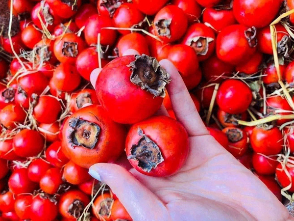 Hồng cổ đỏ chót như cà chua bi, dân Hà thành ồ ạt chốt đơn