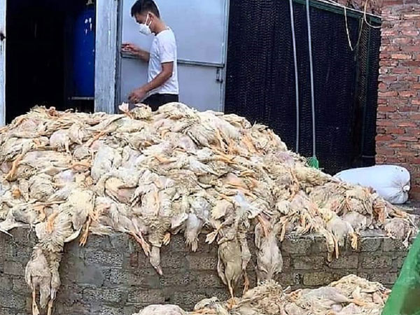 Thực hư thông tin 6 vạn con vịt bị chết do mưa lũ ở Nghệ An
