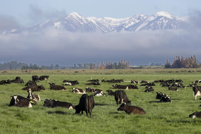 New Zealand lên kế hoạch đánh thuế gia súc ợ hơi