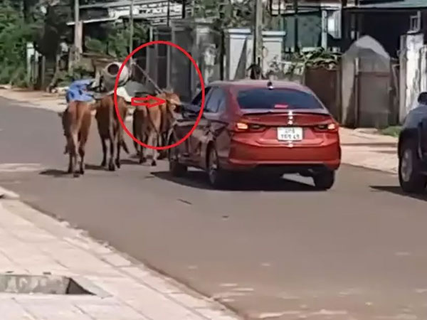 Cư dân mạng choáng váng với hình ảnh 'người nông dân' lái ô tô đi chăn bò