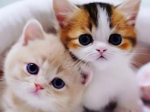 Từ 12h ngày 18/10 Dương lịch: 4 tuổi xuất sắc 'ẵm trọn' tài lộc