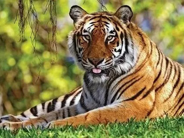 Cuối tháng 9 Âm lịch: Người sao Kế Đô 'hứng xô' lộc lá