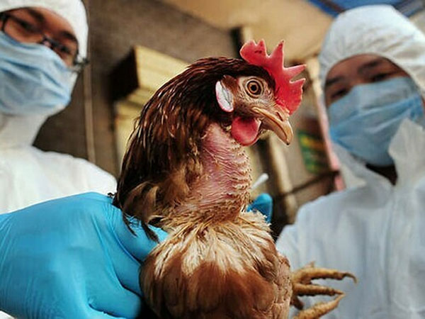 Việt Nam phát hiện ca cúm A/H5N1 trên người sau hơn 8 năm