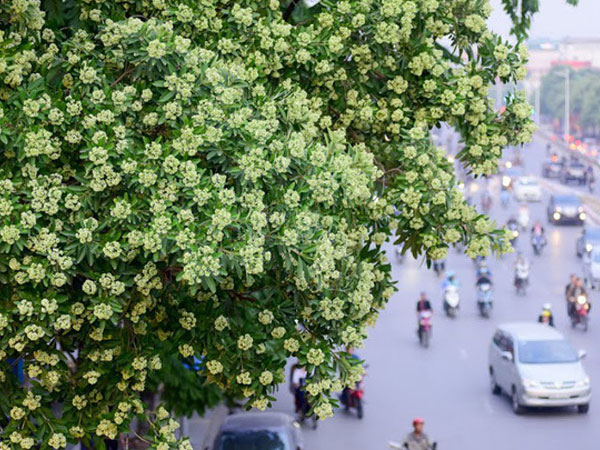 Hà Nội sắp di chuyển loạt cây hoa sữa cổ thụ khỏi phố Nguyễn Chí Thanh?