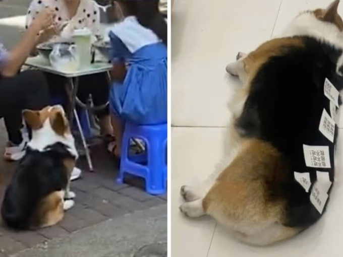 Corgi béo phì vì được cho ăn quá nhiều, chủ phải viết thông điệp 'đừng cho ăn' dán lên người