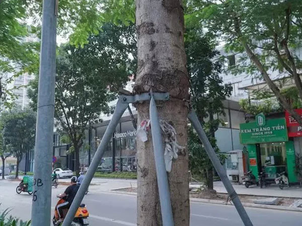Rà soát toàn thành phố việc 'bức tử', 'siết cổ' cây xanh
