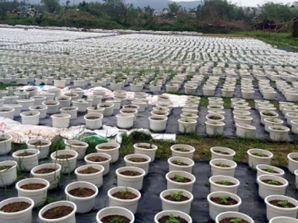 Người dân trồng hoa, rau vụ Tết ở Đà Nẵng gian nan sau mưa lũ