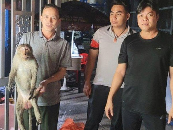 Sau tiếng nổ lớn, phát hiện khỉ quý hiếm bất tỉnh, nằm vắt vẻo trên trụ điện