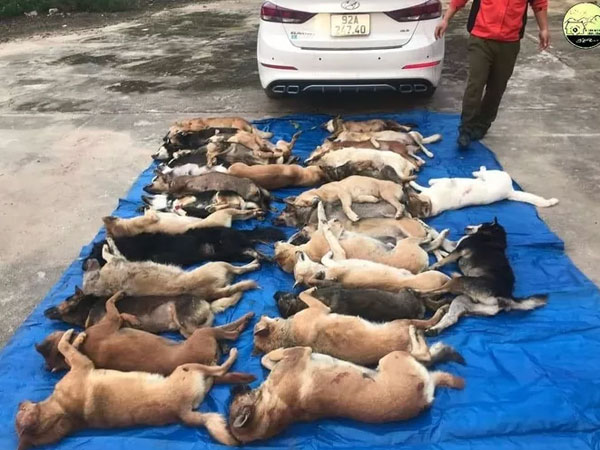 Đi xe con, trộm 38 con chó của người dân ở Quảng Nam