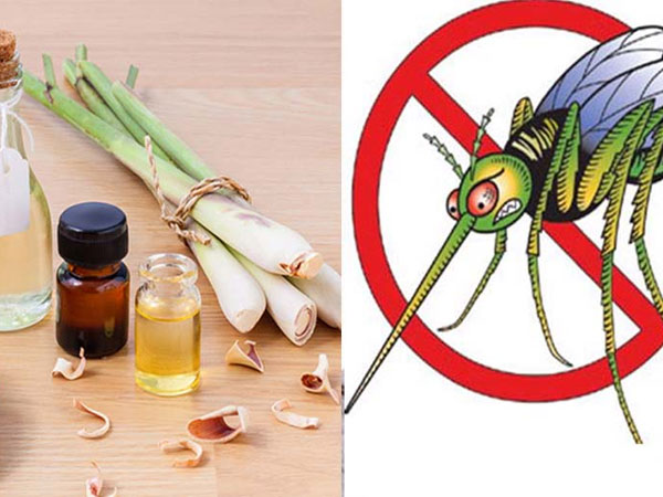 10 cách đuổi muỗi ra khỏi nhà vĩnh viễn, đơn giản, không còn con nào dám vo ve