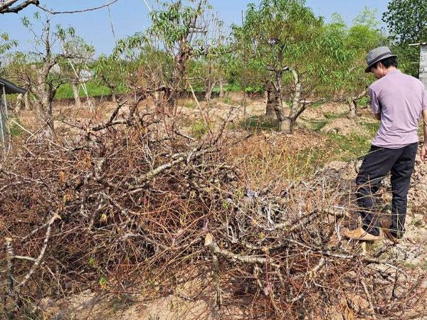 Đào Tết chết hàng loạt không rõ nguyên nhân ở Thái Bình