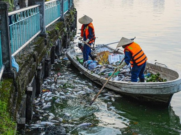 Cá chết trắng trôi dạt ven hồ Tây do những nguyên nhân nào?