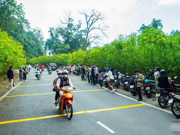 Ngàn du khách ùn ùn đổ về ngắm dã quỳ, đường vào Vườn Quốc gia Ba Vì tắc nghẽn