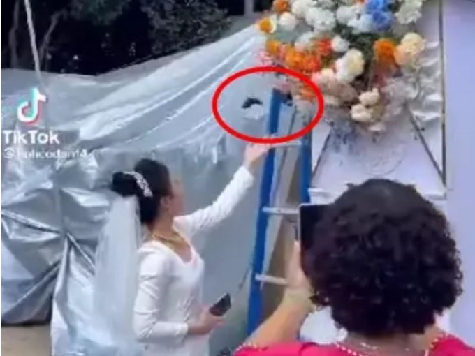 Đôi bướm xuất hiện trong lễ ăn hỏi lại tiếp tục có mặt dự đám cưới