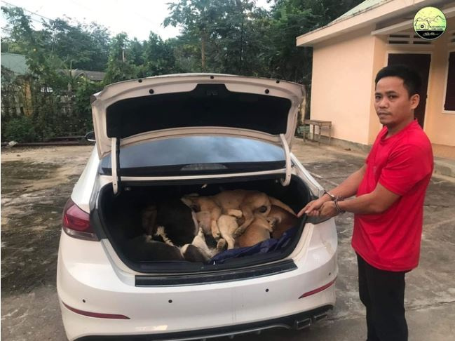 Cựu giám đốc lái ôtô trộm 38 con chó: 1 đồng phạm ra trình diện