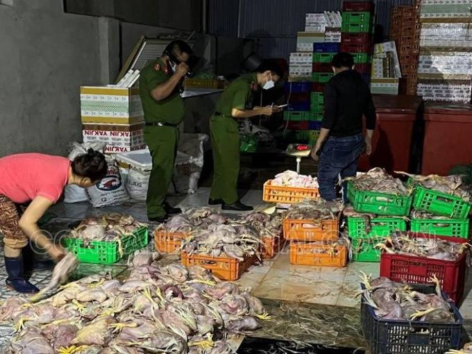 Phát hiện hơn 2,2 tấn gà chết chuẩn bị đưa ra thị trường tiêu thụ