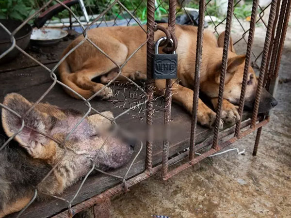 Cơ sở giết mổ thịt chó đầu tiên tại Việt Nam tự nguyện đóng cửa