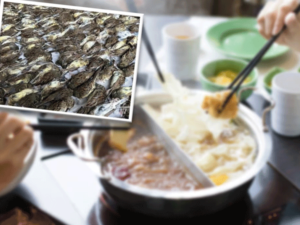 Bắt và nấu lẩu cả ngàn con chim rừng, người đàn ông lĩnh án 10 năm tù giam