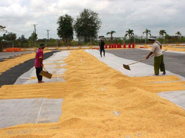 Là 'cường quốc' xuất khẩu gạo, vì sao Việt Nam phải nhập gần 1 triệu tấn gạo?