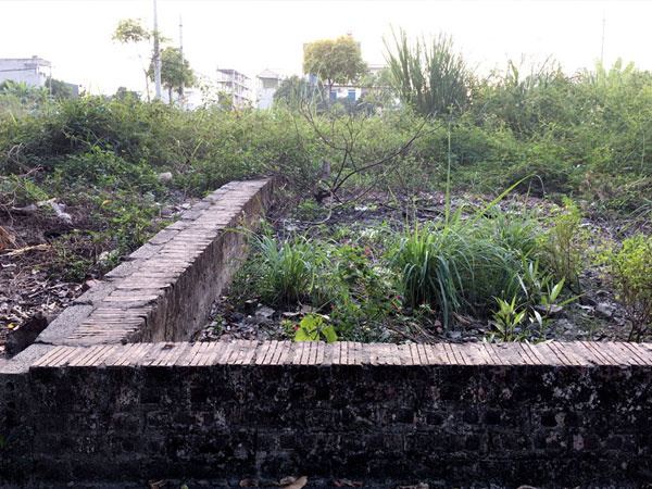 Cò đất qua thời 'ăn dày'