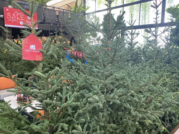 Chi hàng chục triệu đồng nhập cây thông tươi từ châu Âu về trang trí Noel