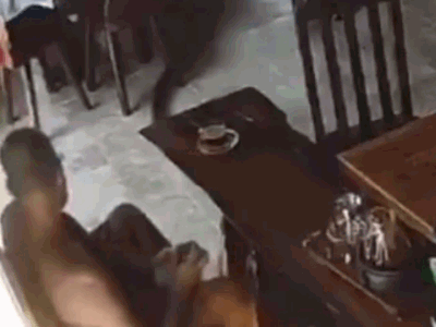 Clip: Rắn hổ mang chúa trườn qua chỗ ngồi, nhà sư có phản ứng khó tin