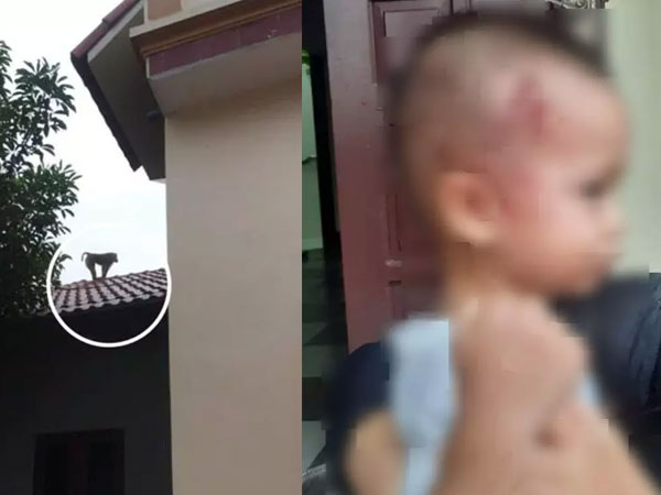 Xôn xao khỉ sổng chuồng ở Thái Bình, tấn công người, cắn vật nuôi