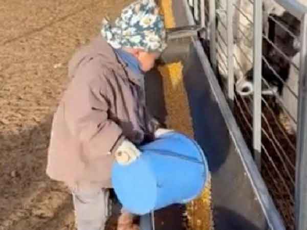 Cậu bé 5 tuổi làm nông khiến dân mạng 'ngả mũ' thán phục