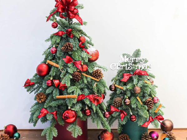 Dịch vụ thuê cây thông đắt khách mùa Giáng sinh