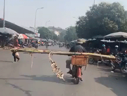 Theo chân người đàn ông 'thồ' cây chuối về nhà, dân mạng cười nắc nẻ: 'Bờm vác tre thời 4.0'