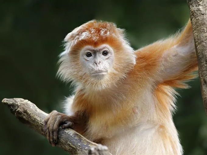 Chớ thấy lười mà chê: 3 con giáp ăn lộc sâu dày, công danh chót vót