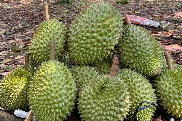 Kỷ lục chưa từng có, xuất khẩu sầu riêng sang Trung Quốc tăng 4.120%