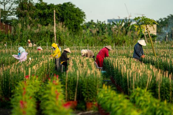 Hàng trăm nghìn gốc hoa ở TPHCM sẵn sàng đón Tết