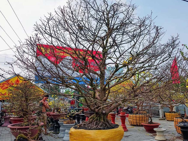 Ngắm cụ mai trăm tuổi tiền tỷ chờ đại gia 'đón' về ăn Tết