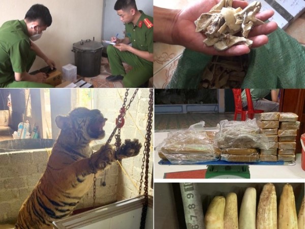 Mua con hổ về 'xẻ thịt' nấu cao, 5 người chia nhau 69 tháng tù
