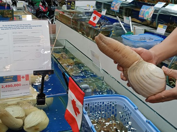 Ốc vòi voi vàng Canada bán Tết giá gần 5 triệu đồng/con
