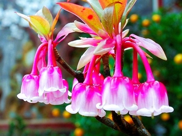 Độc, lạ đào chuông Yên Tử được đại gia truy lùng chơi Tết