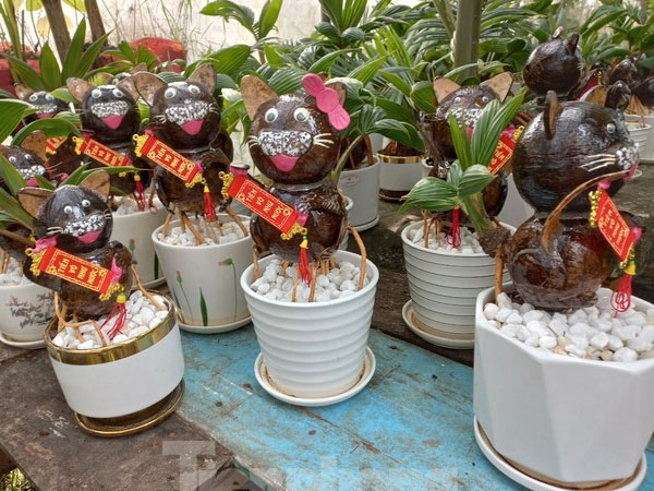 Ngộ nghĩnh mèo tài lộc từ dừa bonsai 'độc nhất vô nhị'