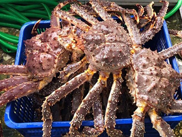 Cua hoàng đế, ốc vòi voi đắt khách dịp Tết