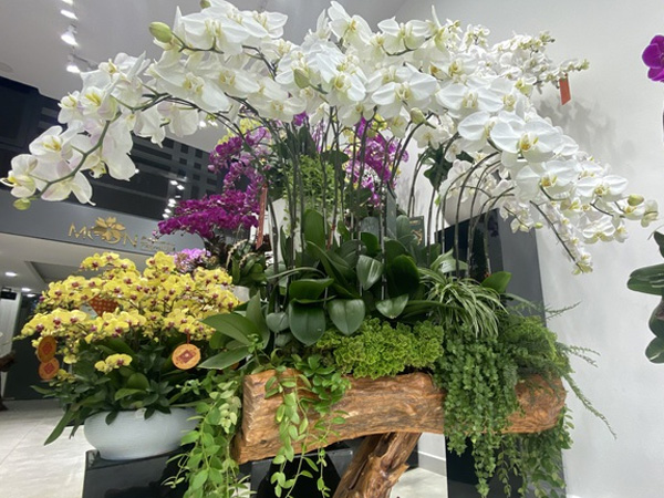 Lan hồ điệp trồng trên gỗ lũa cả trăm triệu đồng hút khách mua chơi Tết