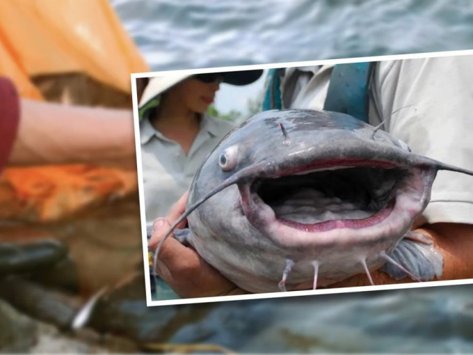 Người phụ nữ Trung Quốc nguy cơ ra tòa vì 'phóng sinh' làm chết 12,5 tấn cá, công nhân vệ sinh dọn 10 ngày mới hết